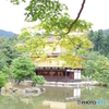 夏の金閣寺