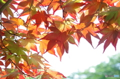 紅葉の日差し