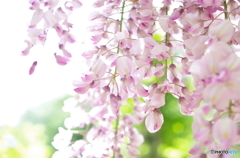 藤...2