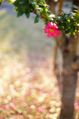 山茶花一輪