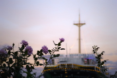 夕暮れの薔薇