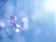 冬の風。冬の光。