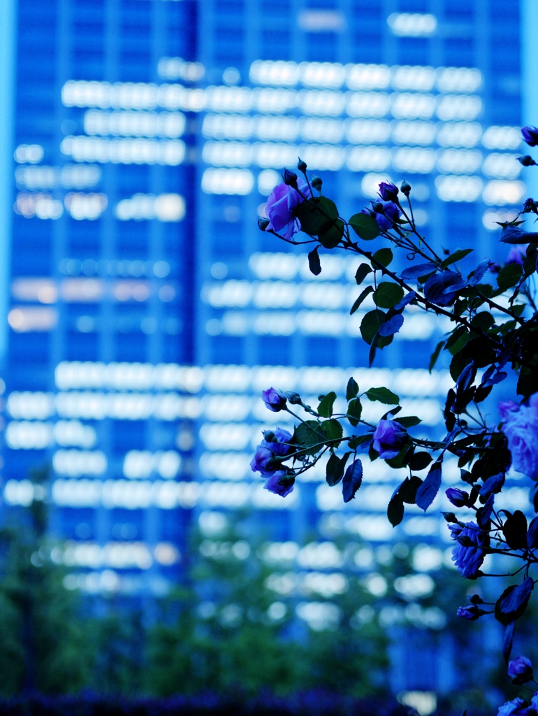 夜薔薇