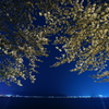 春の夜の夢