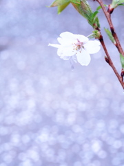「桜雨」