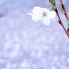 「桜雨」