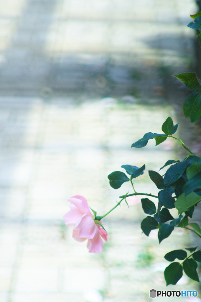一枚の絵画（薔薇）