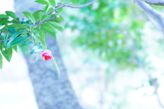 椿咲く春の森