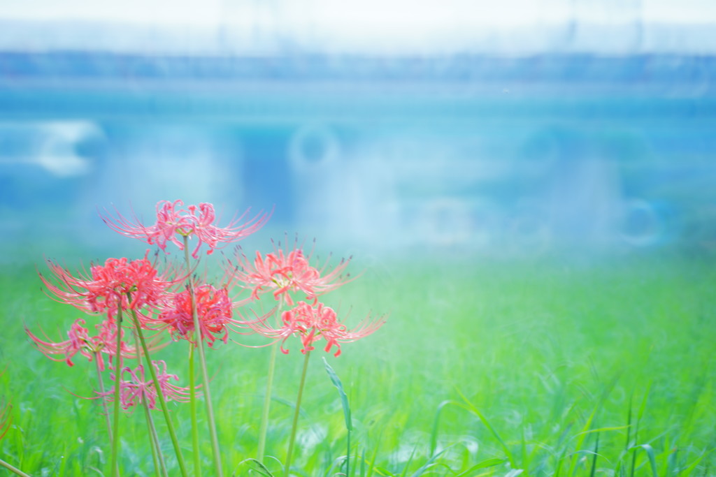 雨上がりの朝