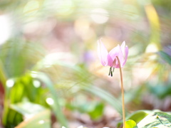 春の後姿　－カタクリ－