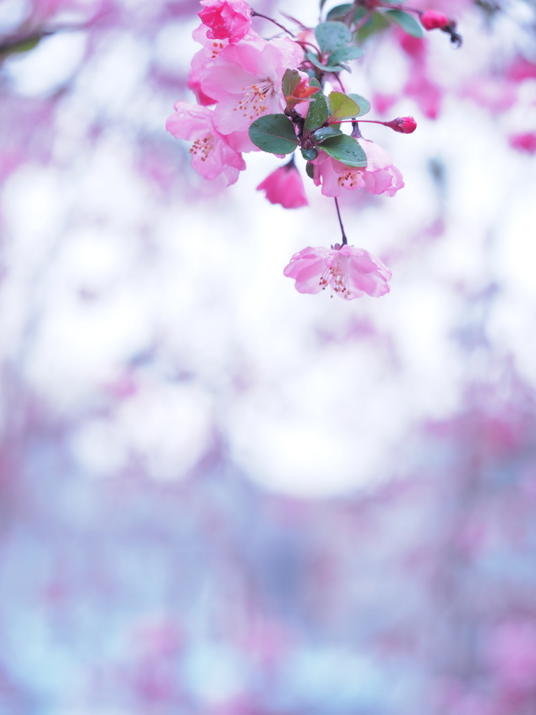 優しく　華やかに
