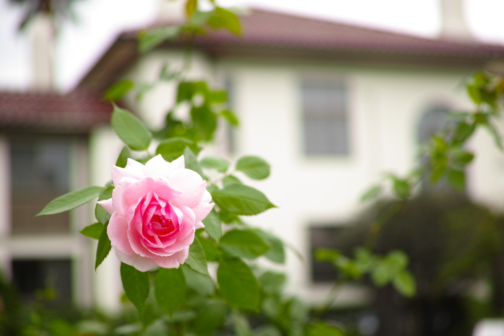 薔薇　横浜イギリス館にて