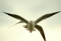 カモメと曇空