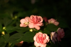 ピンク色の花