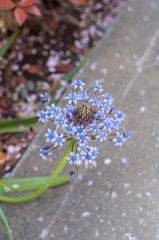 知らない花