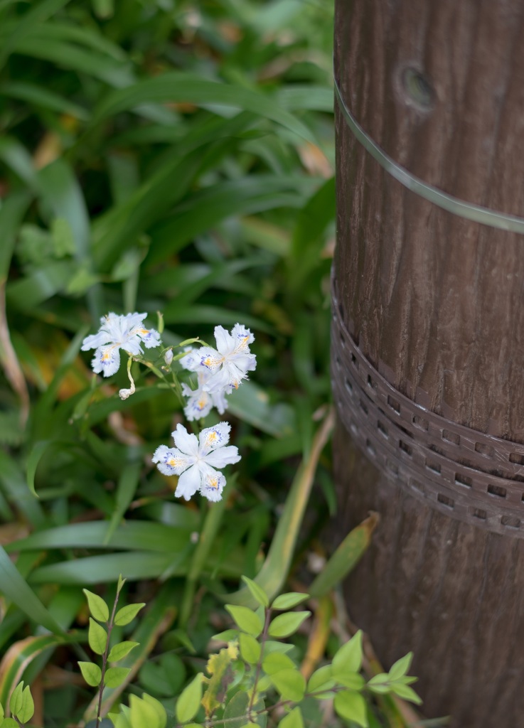 最近よくみる花