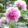 ほんわか・・・