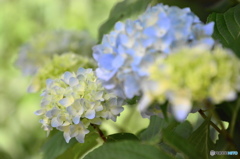競う