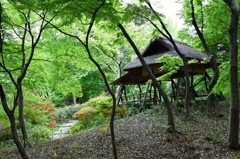 静かな碧