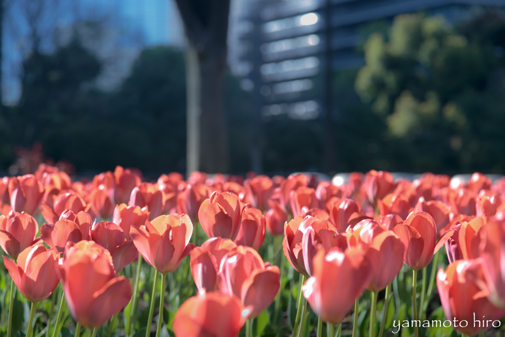 桜からチューリップへ。