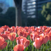 桜からチューリップへ。