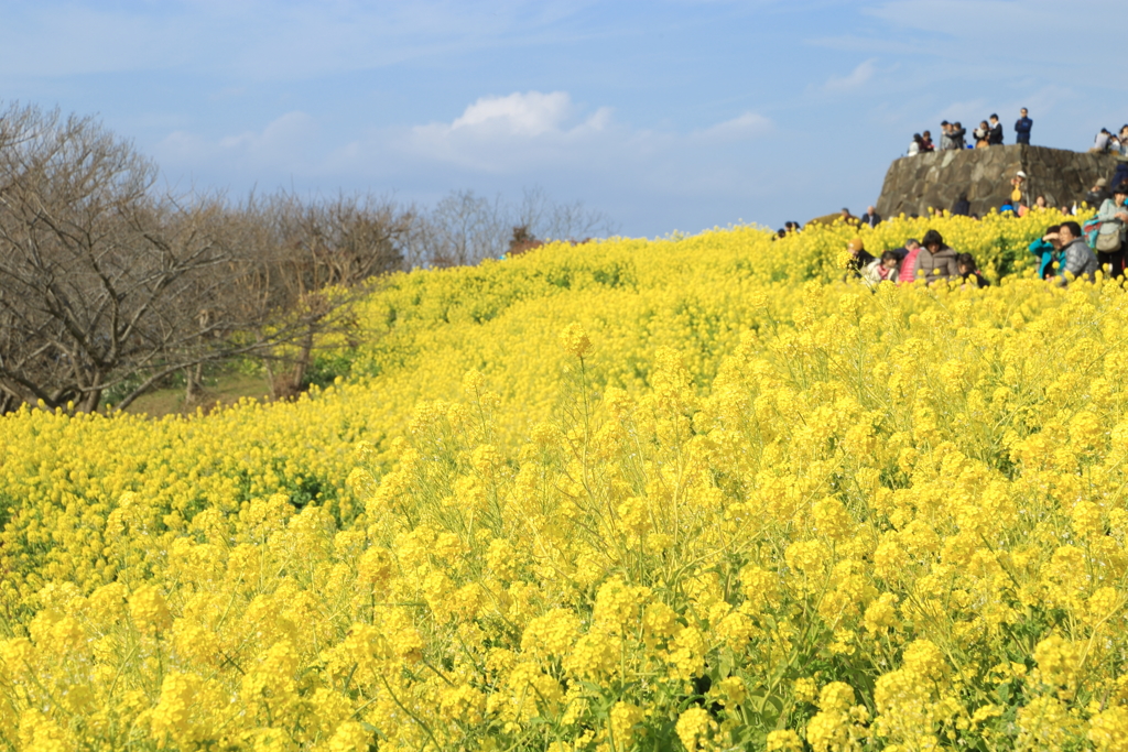 広がる菜の花。桜が待ち遠しい。