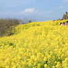 広がる菜の花。桜が待ち遠しい。