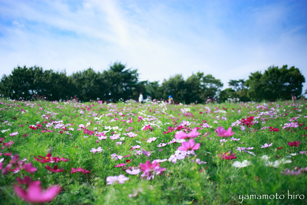 コスモス。開花はじめ。