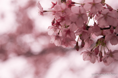 桜。春。