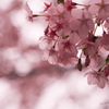 桜。春。
