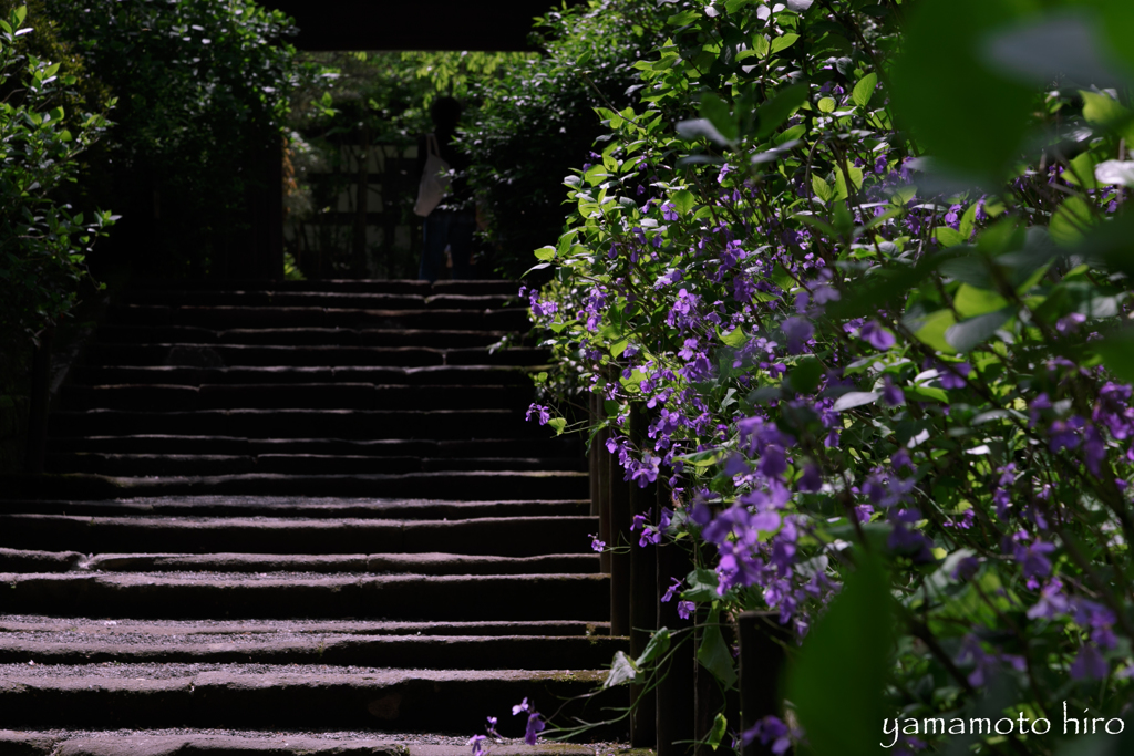 明月院。紫陽花の前に。