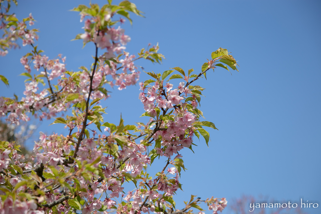 桜。長谷寺、鎌倉。