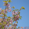 桜。長谷寺、鎌倉。