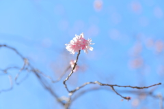 遅めの十月桜