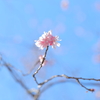 遅めの十月桜