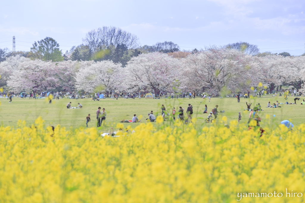 共演。桜。