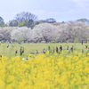 共演。桜。