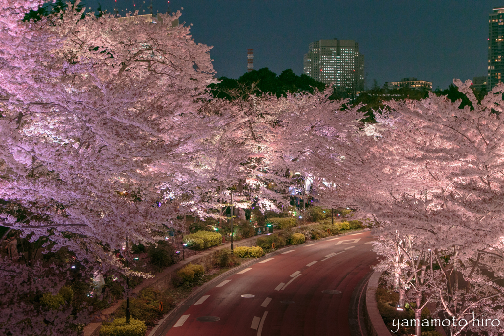 東京ミッドタウン。夜桜。