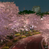 東京ミッドタウン。夜桜。