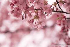 桜。春。