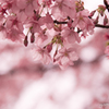 桜。春。