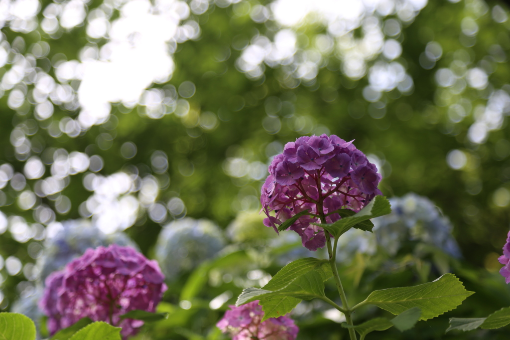 紫陽花を見上げる_鎌倉散歩③