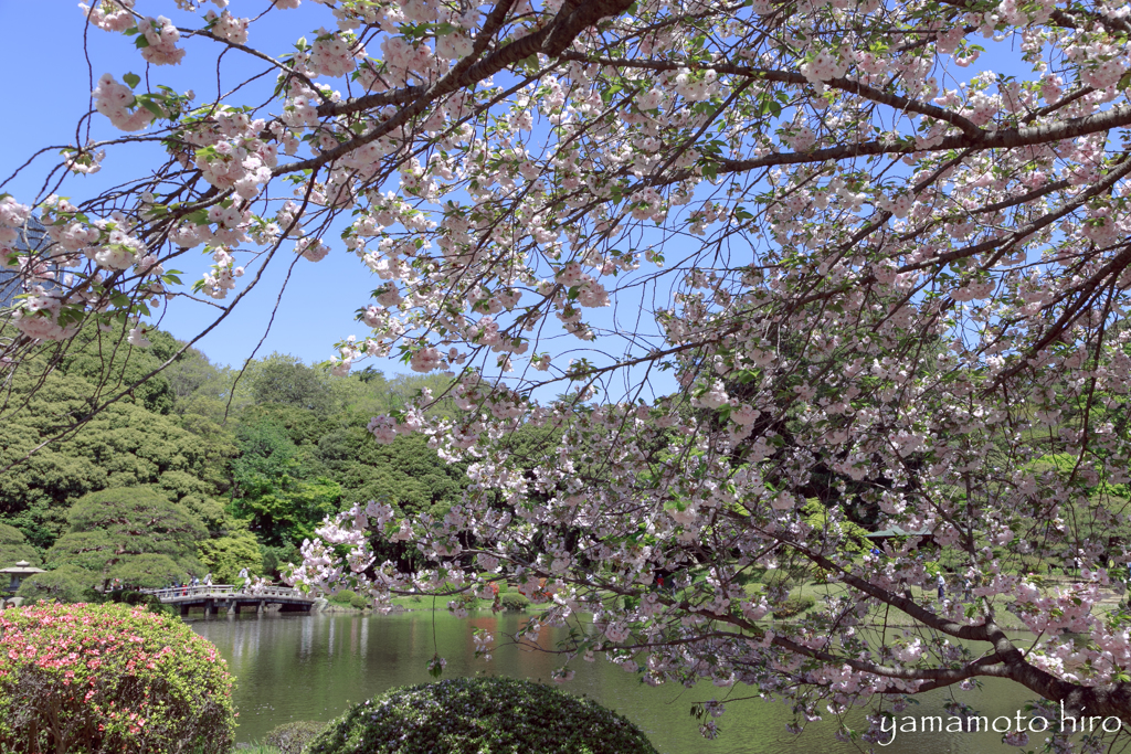 桜カーテン。
