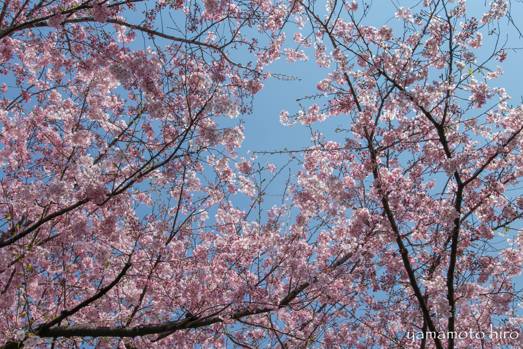 桜越しの空。