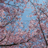 桜越しの空。