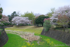 桜のある景色。