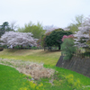 桜のある景色。