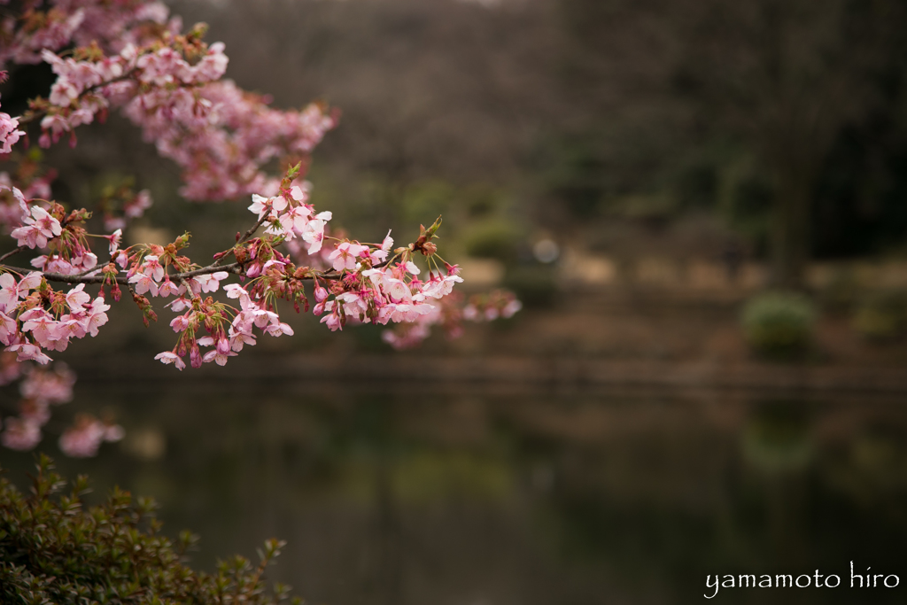 春の訪れ。花粉のむずむず。