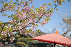 桜。長谷寺、鎌倉。