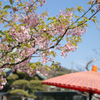 桜。長谷寺、鎌倉。